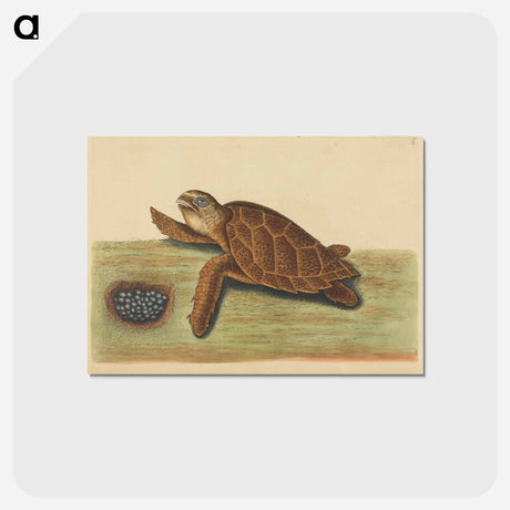 アートポストカード-Hawks-bill Turtle
 - マーク ケイツビー Postcard.