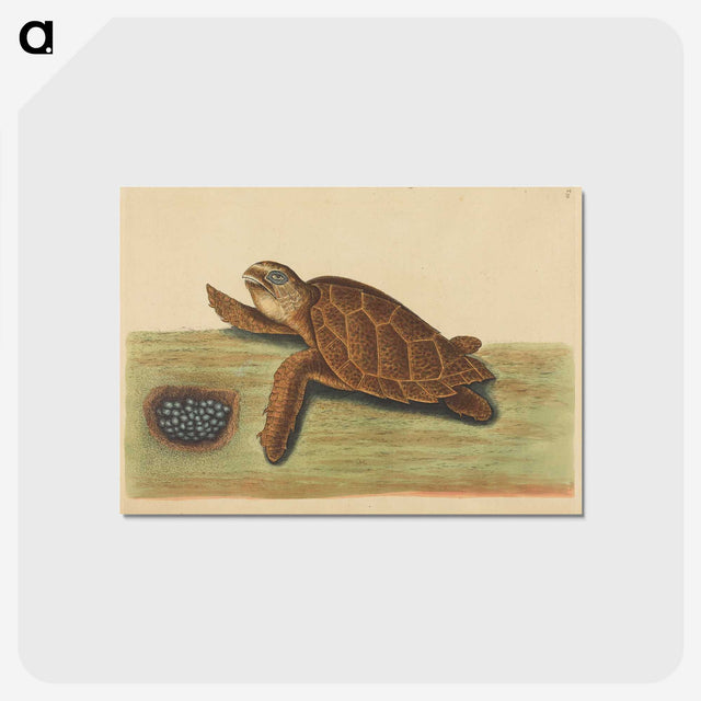 2-43_Mark-Catesby_postcard