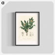 アートポスター-Holy Thistle Illustration
 - 薬用植物学 Poster.
