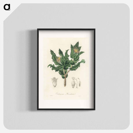 アートポスター-Holy Thistle Illustration
 - 薬用植物学 Poster.