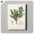アートパネル-Holy Thistle Illustration
 - 薬用植物学 Canvas.