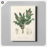 アートパネル-Holy Thistle Illustration
 - 薬用植物学 Canvas.