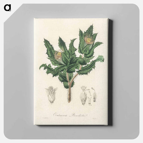 アートパネル-Holy Thistle Illustration
 - 薬用植物学 Canvas.