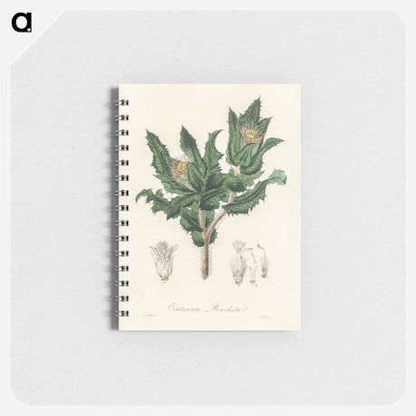 アートメモ帳-Holy Thistle Illustration
 - 薬用植物学 Memo.
