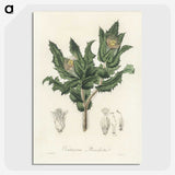 2-43_Medical-Botany_picture-crop
