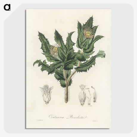 2-43_Medical-Botany_picture-crop