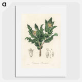 アートポスター-Holy Thistle Illustration
 - 薬用植物学 Poster.