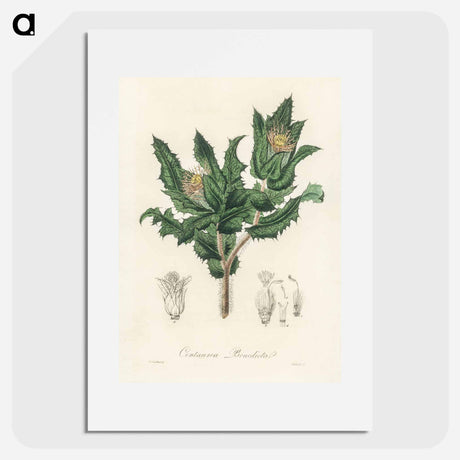 アートポスター-Holy Thistle Illustration
 - 薬用植物学 Poster.