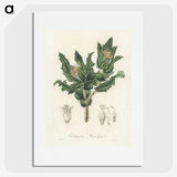 2-43_Medical-Botany_picture
