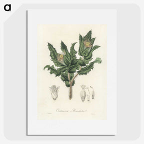 2-43_Medical-Botany_picture