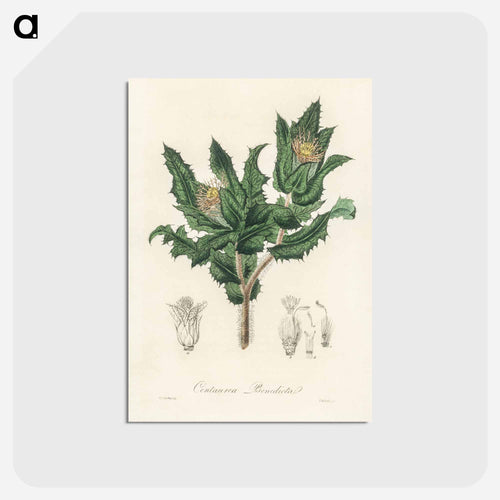 Holy Thistle Illustration
 - Medicinal Botany Postcard.