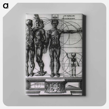 アートパネル-Myologic Plate of Three Muscle Manikins
 - 国立医学図書館 Canvas.