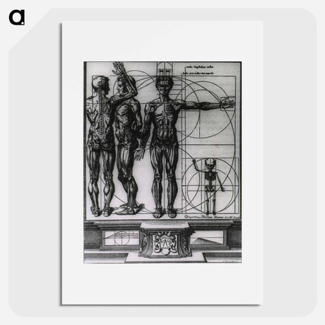 アートポスター-Myologic Plate of Three Muscle Manikins
 - 国立医学図書館 Poster.