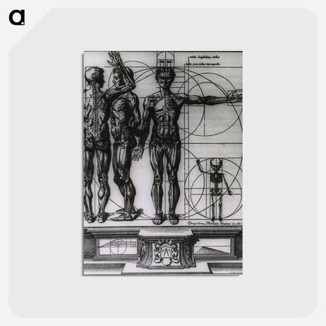 アートポストカード-Myologic Plate of Three Muscle Manikins
 - 国立医学図書館 Postcard.