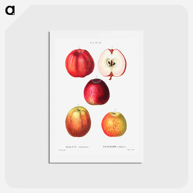 アートポストカード-Apple - ピエール ジョゼフ ルドゥーテ Postcard.