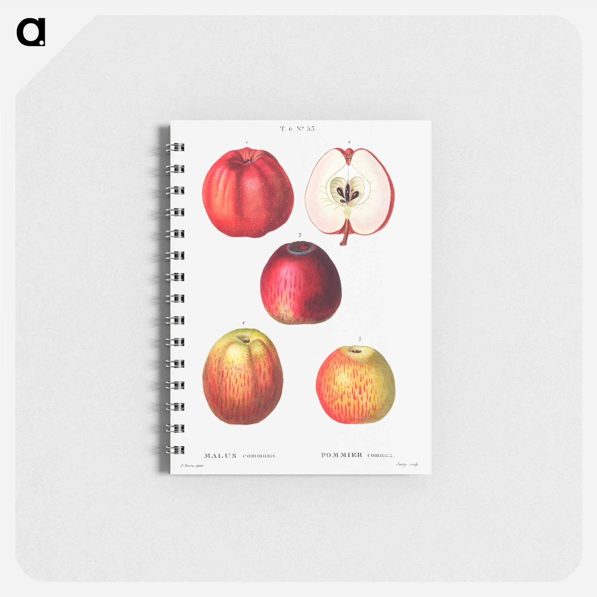 Apple - ピエール ジョゼフ ルドゥーテ Memo.