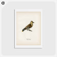 アートポストカード-AMPELIS GARRULUS
 - スヴェンスカ フォグラル Postcard.