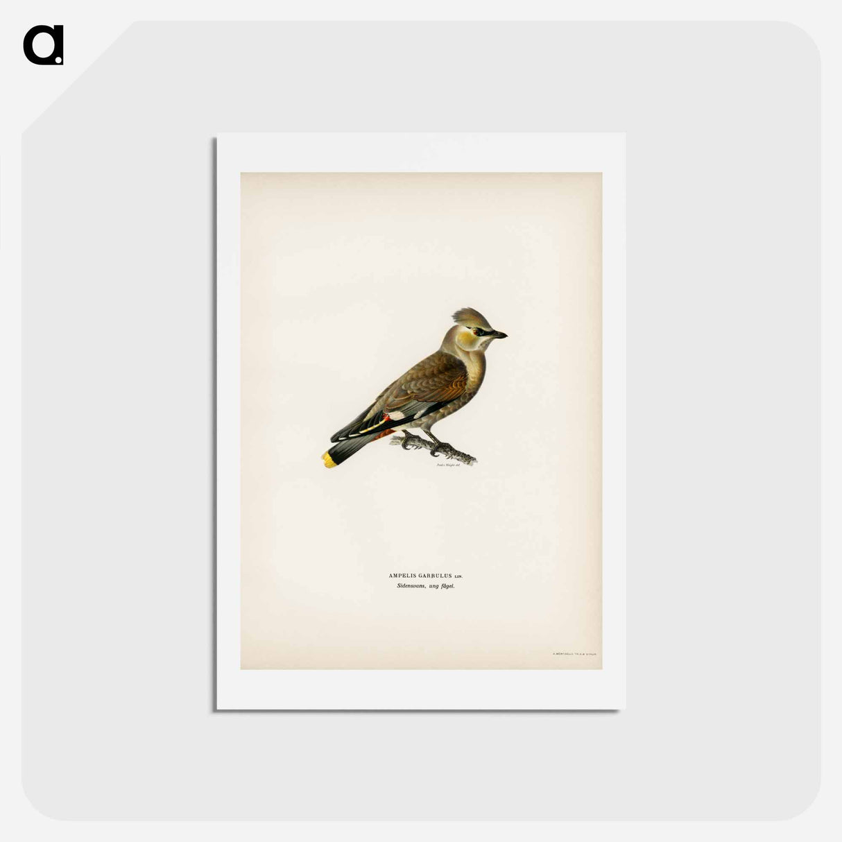 アートポストカード-AMPELIS GARRULUS
 - スヴェンスカ フォグラル Postcard.