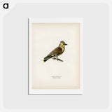 アートポストカード-AMPELIS GARRULUS
 - スヴェンスカ フォグラル Postcard.