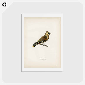 アートポストカード-AMPELIS GARRULUS
 - スヴェンスカ フォグラル Postcard.