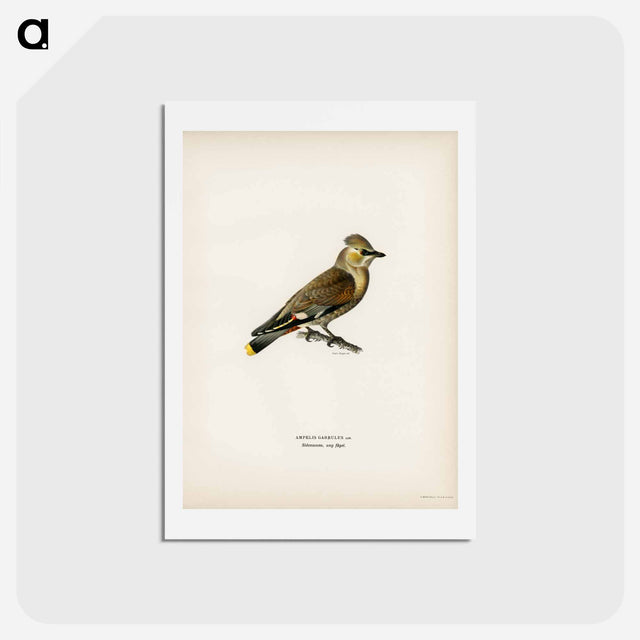 アートポストカード-AMPELIS GARRULUS
 - スヴェンスカ フォグラル Postcard.