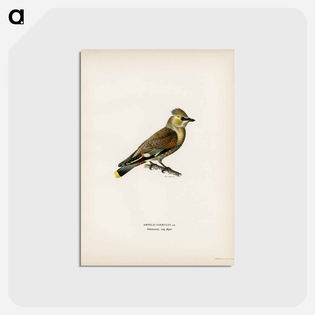 アートポストカード-AMPELIS GARRULUS
 - スヴェンスカ フォグラル Postcard.