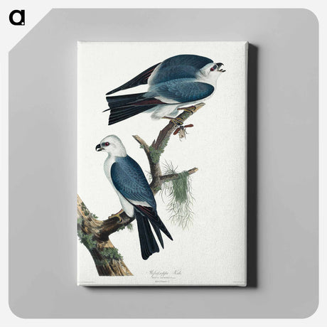 アートパネル-Mississippi Kite
 - アメリカの鳥たち Canvas.