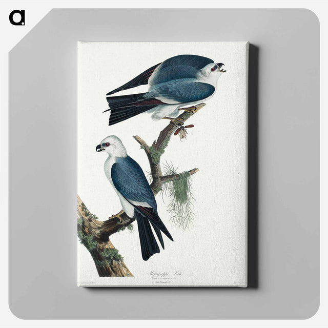 アートパネル-Mississippi Kite
 - アメリカの鳥たち Canvas.