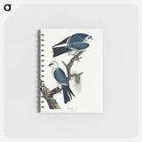 アートメモ帳-Mississippi Kite
 - アメリカの鳥たち Memo.