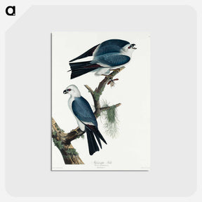 アートポストカード-Mississippi Kite
 - アメリカの鳥たち Postcard.
