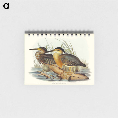 アートメモ帳-Little Grey Bittern
 - オーストラリアの鳥 Memo.