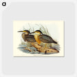 アートポストカード-Little Grey Bittern
 - オーストラリアの鳥 Postcard.