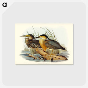 アートポストカード-Little Grey Bittern
 - オーストラリアの鳥 Postcard.