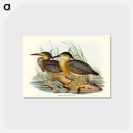 アートポストカード-Little Grey Bittern
 - オーストラリアの鳥 Postcard.