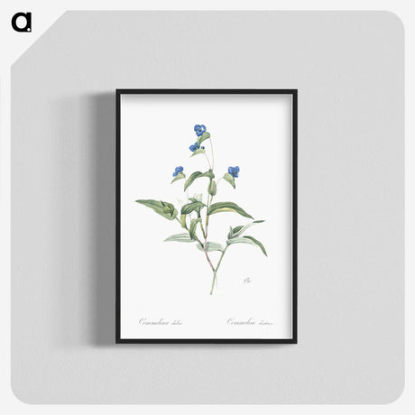 2-43_The-Lilies_blk-crop