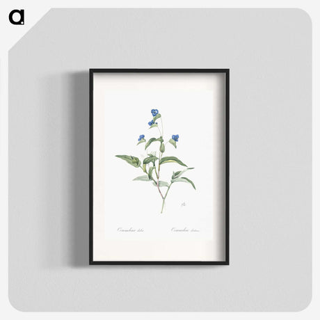 2-43_The-Lilies_blk