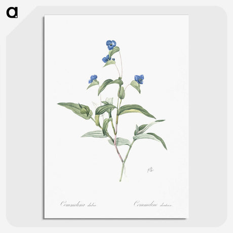2-43_The-Lilies_picture-crop