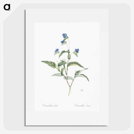 2-43_The-Lilies_picture