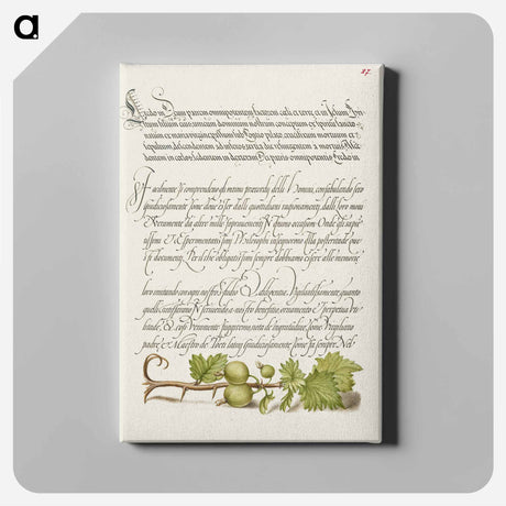 アートパネル-European Currant from Mira Calligraphiae Monumenta
 - 書道のお手本 Canvas.