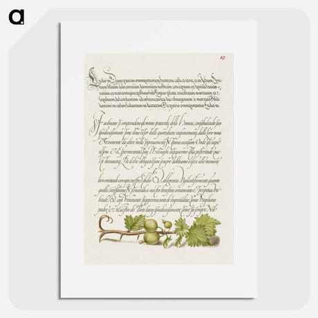 アートポスター-European Currant from Mira Calligraphiae Monumenta
 - 書道のお手本 Poster.