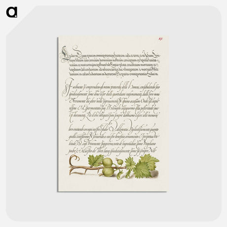 アートポストカード-European Currant from Mira Calligraphiae Monumenta
 - 書道のお手本 Postcard.