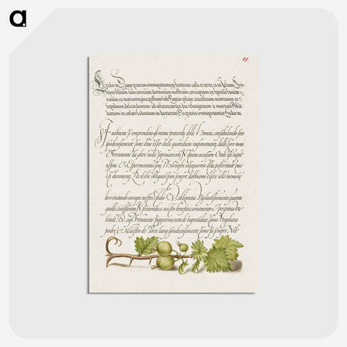 European Currant from Mira Calligraphiae Monumenta
 - 書道のお手本 Postcard.