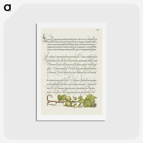 書道手本：ミラカリグラフィアモニュメンタよりヨーロッパスグリ - 書道のお手本 Postcard.