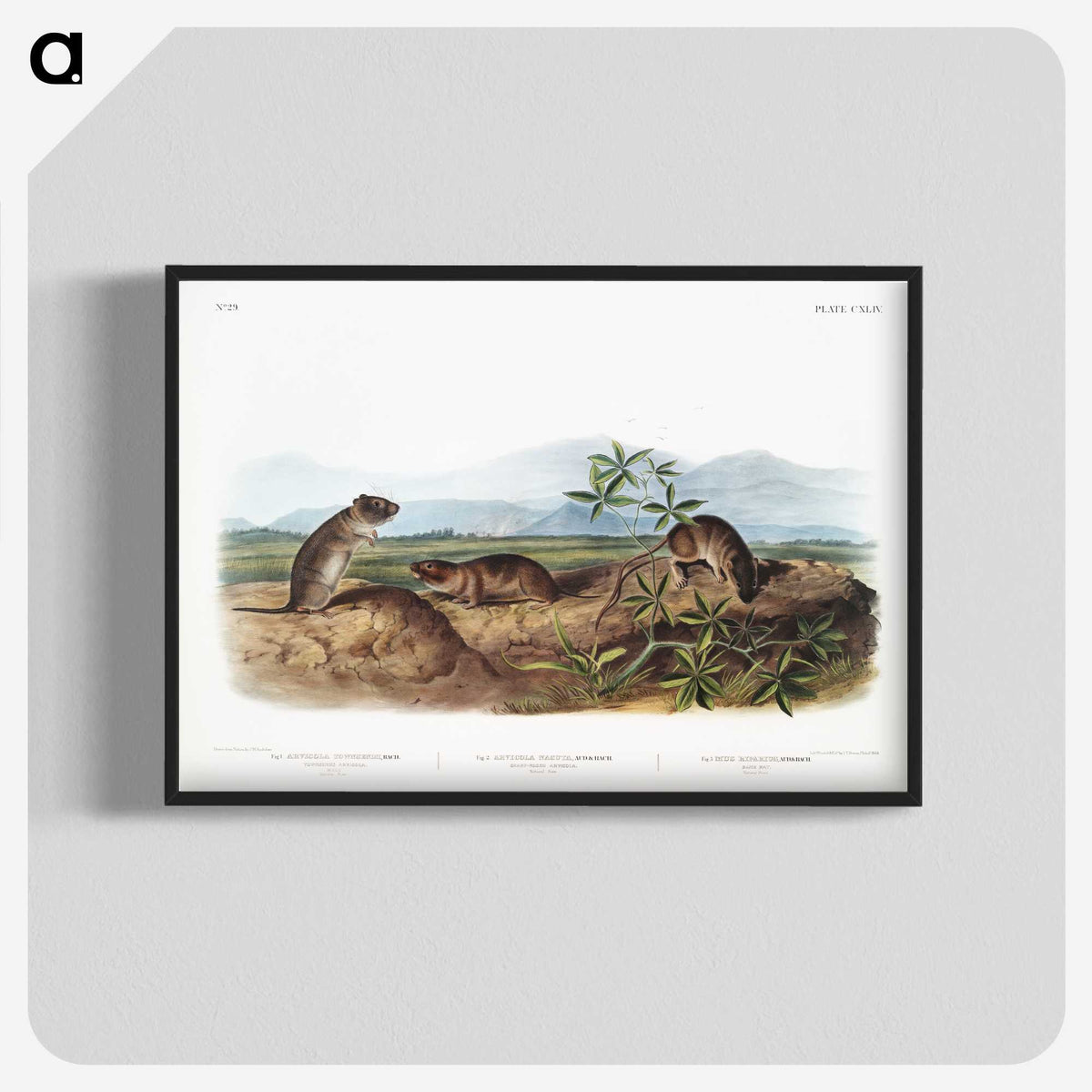 2-43_The-Viviparous-Quadrupeds_blk-crop
