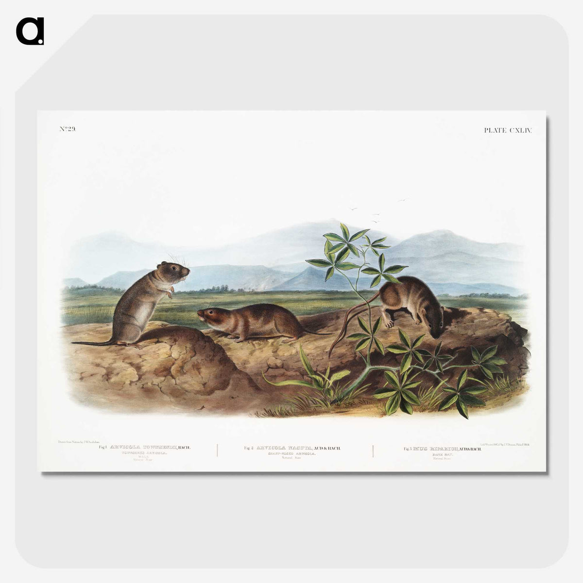 2-43_The-Viviparous-Quadrupeds_picture-crop