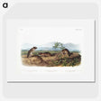 2-43_The-Viviparous-Quadrupeds_picture