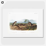 2-43_The-Viviparous-Quadrupeds_picture