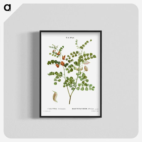 2-43_Treatise-on-Trees-and-Shrubs_blk-crop
