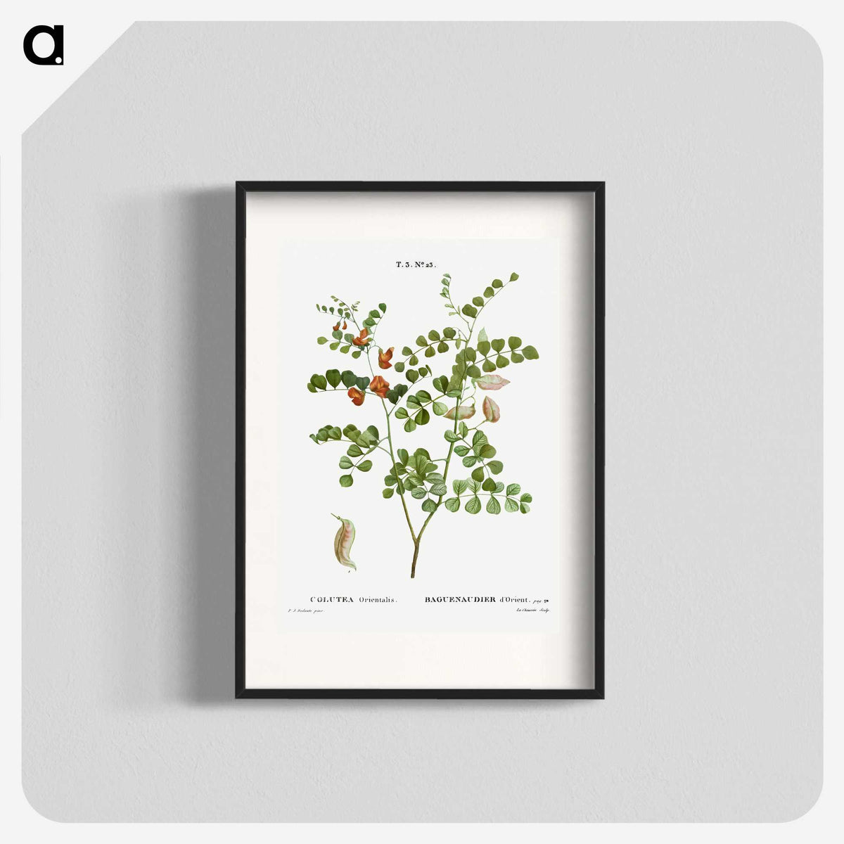 2-43_Treatise-on-Trees-and-Shrubs_blk