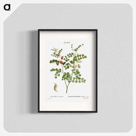 2-43_Treatise-on-Trees-and-Shrubs_blk